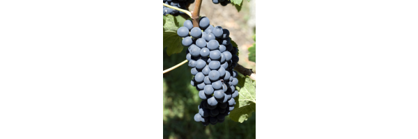 Syrah Shiraz