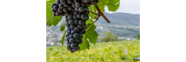 Pinotage